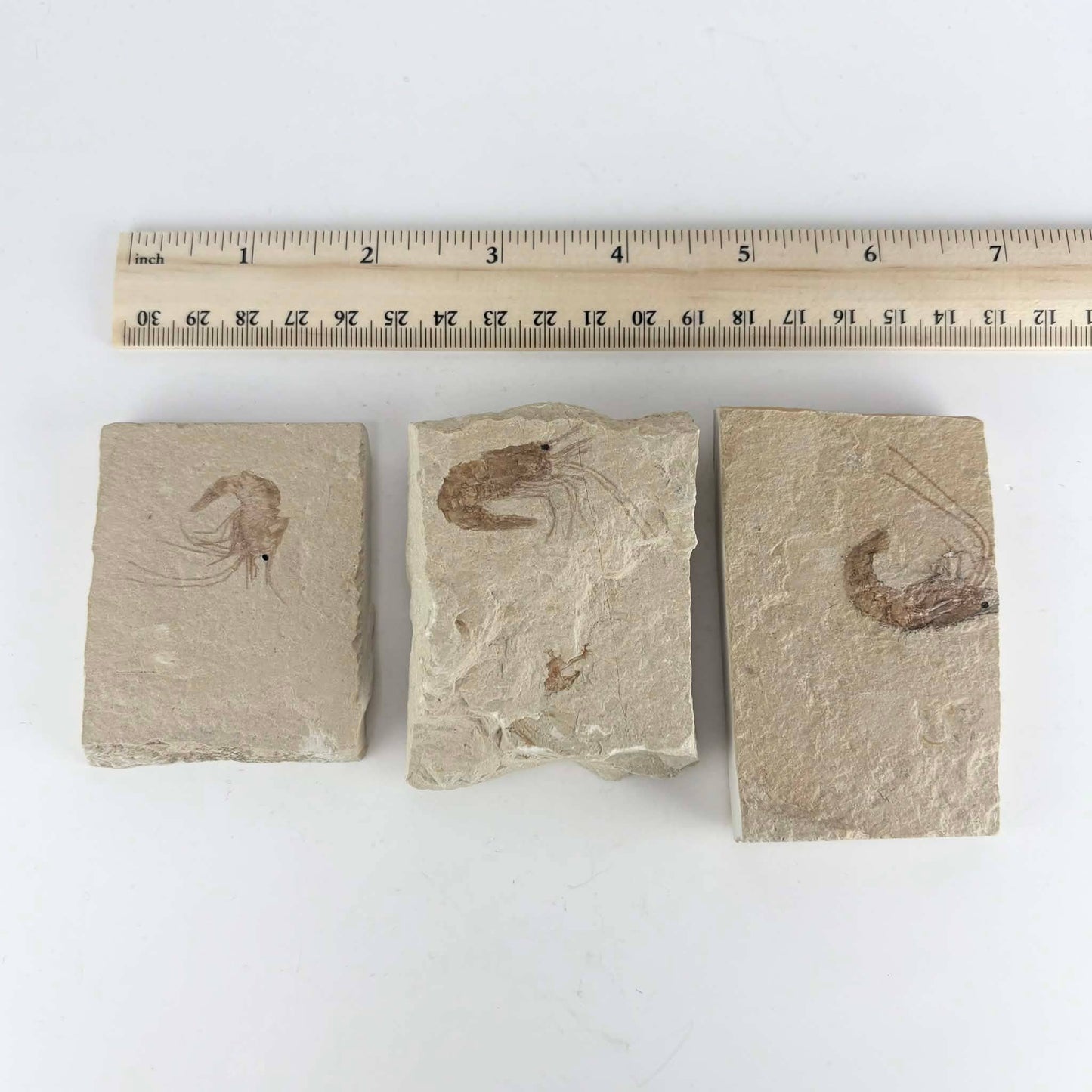 3pc Fossil Shrimp from Lebanon ~ Minerals & Crystals