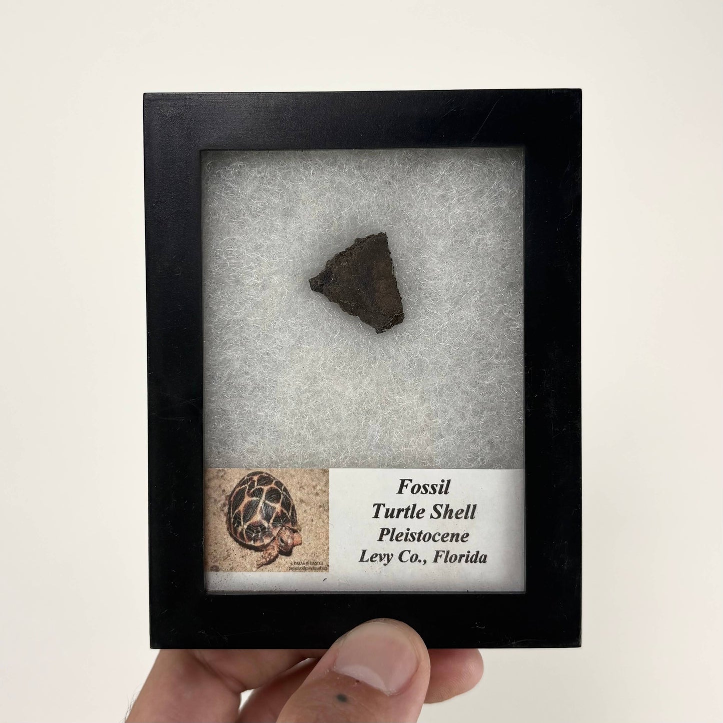 Fossil Turtle Shell ~ Bulk Random Pick ~ Riker Fossils