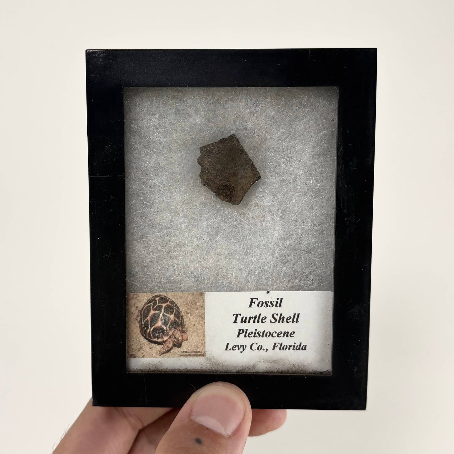 Fossil Turtle Shell ~ Bulk Random Pick ~ Riker Fossils