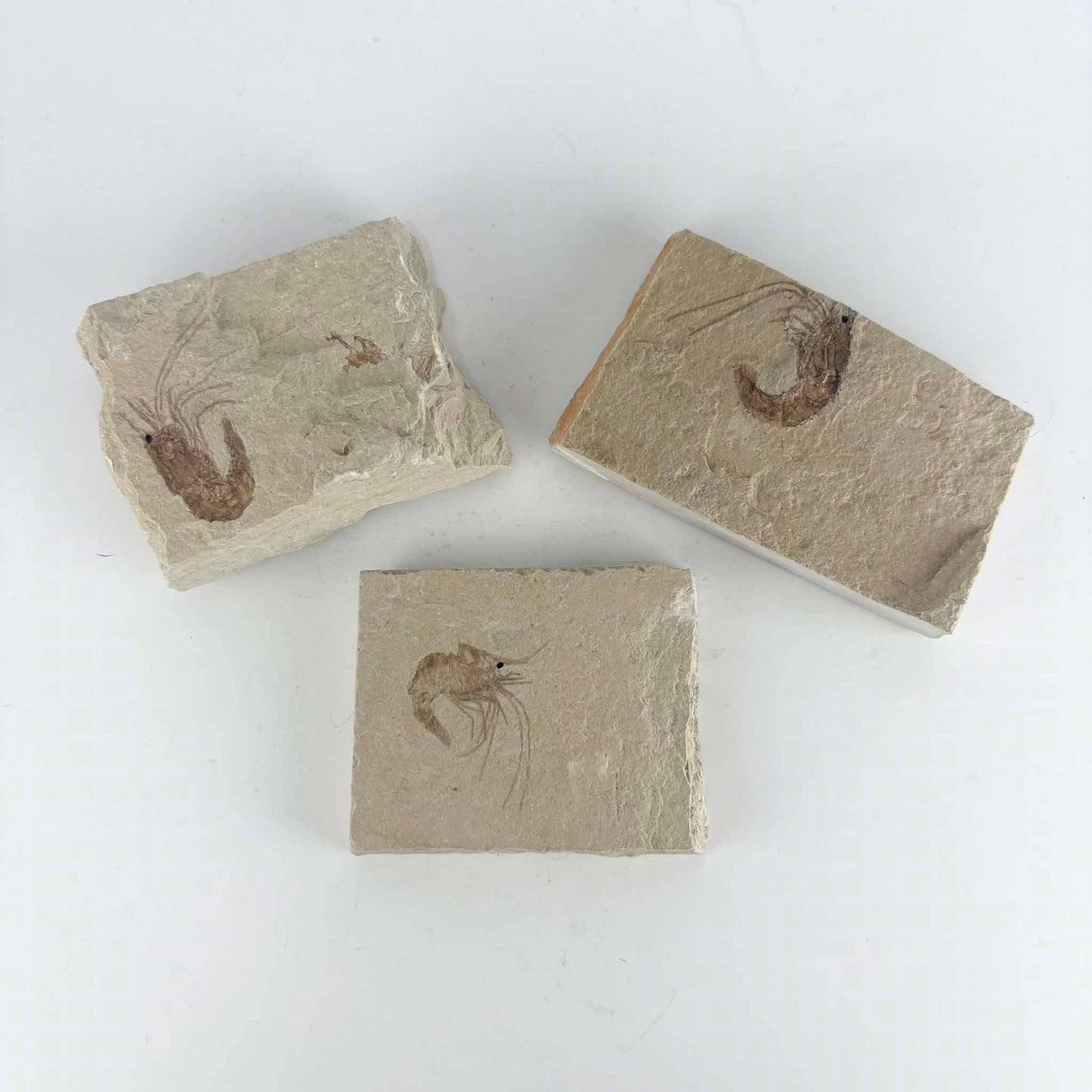 3pc Fossil Shrimp from Lebanon ~ Minerals & Crystals
