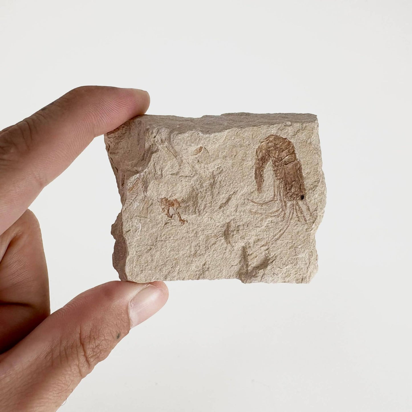 3pc Fossil Shrimp from Lebanon ~ Minerals & Crystals
