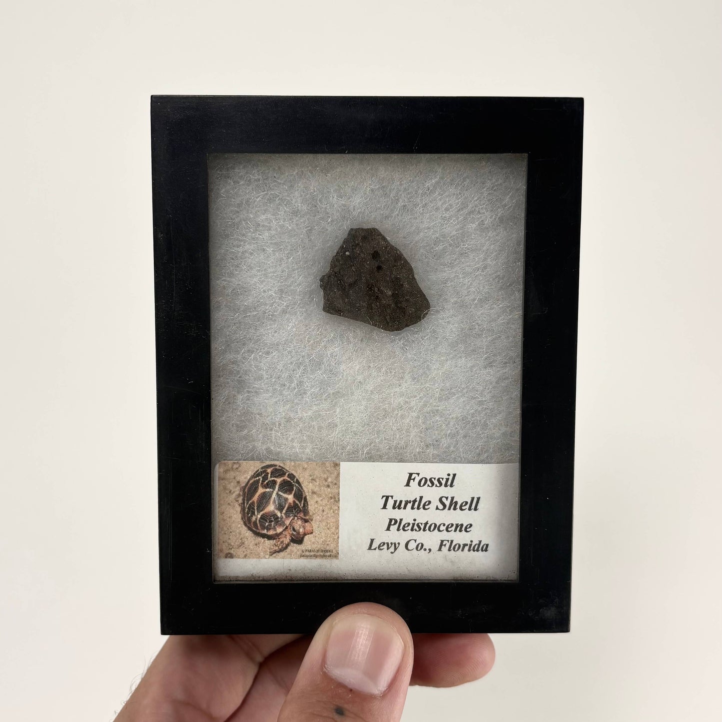 Fossil Turtle Shell ~ Bulk Random Pick ~ Riker Fossils