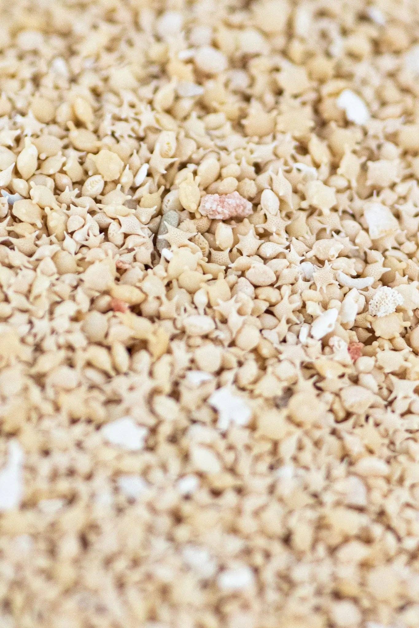 Japanese Star Sand