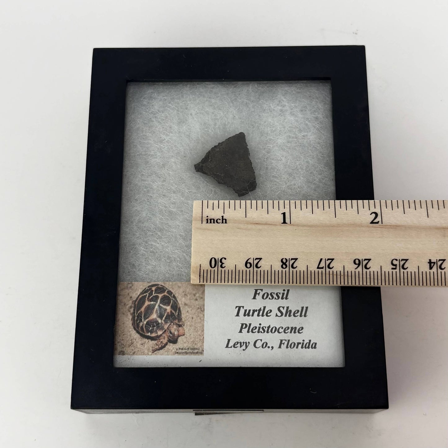 Fossil Turtle Shell ~ Bulk Random Pick ~ Riker Fossils