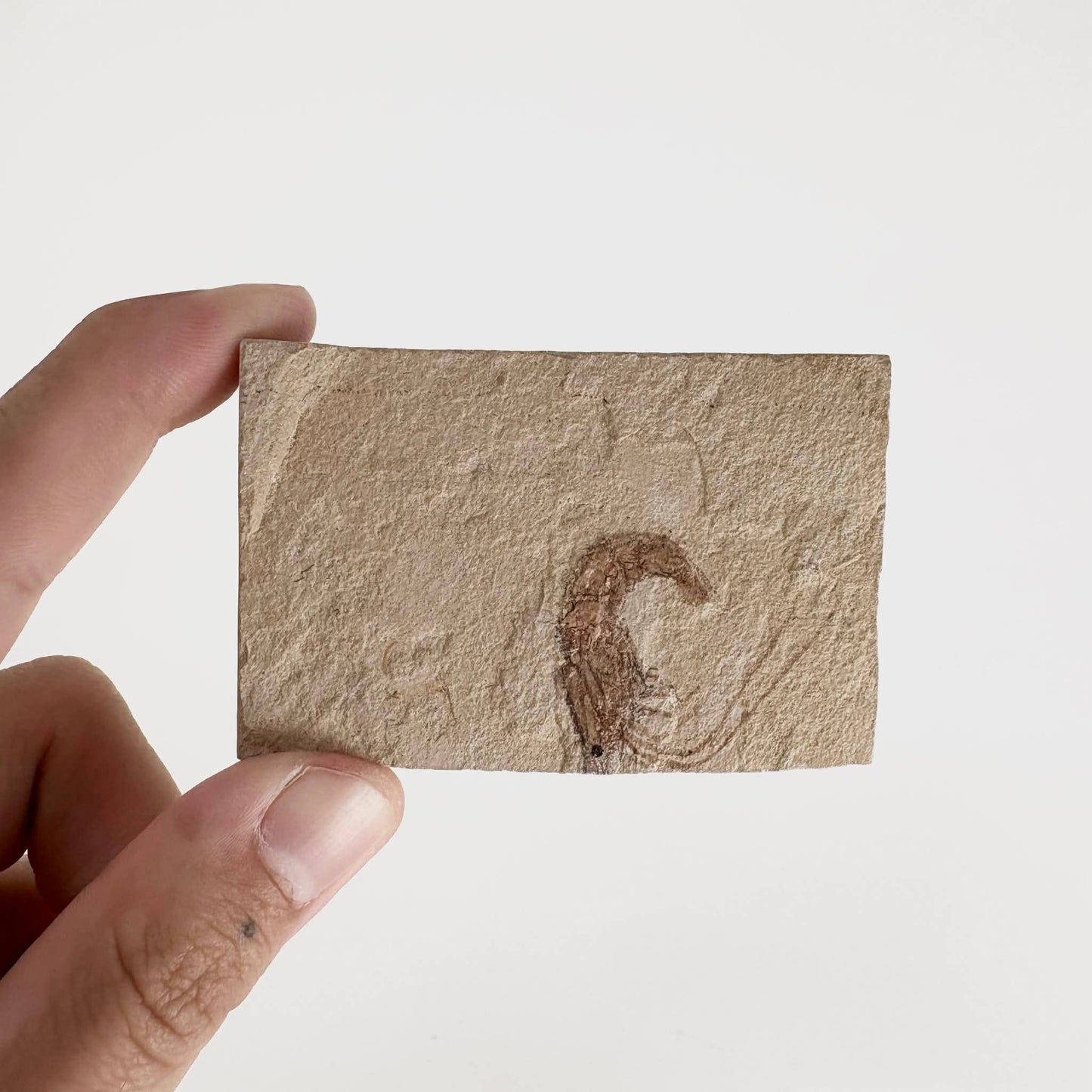3pc Fossil Shrimp from Lebanon ~ Minerals & Crystals