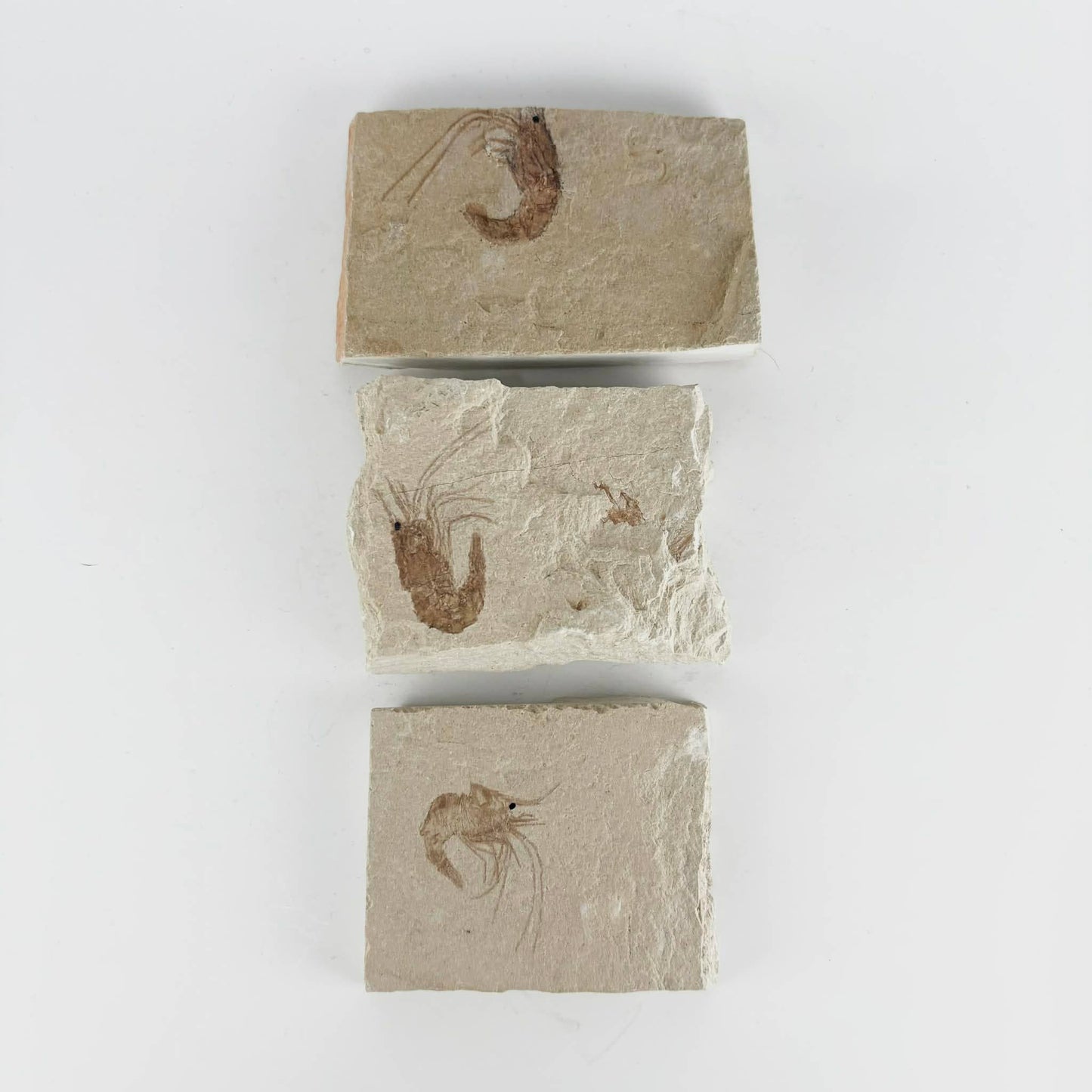 3pc Fossil Shrimp from Lebanon ~ Minerals & Crystals