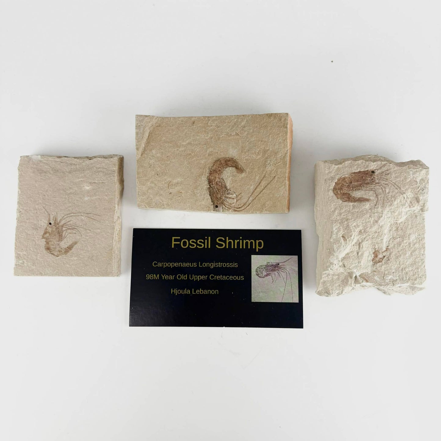 3pc Fossil Shrimp from Lebanon ~ Minerals & Crystals