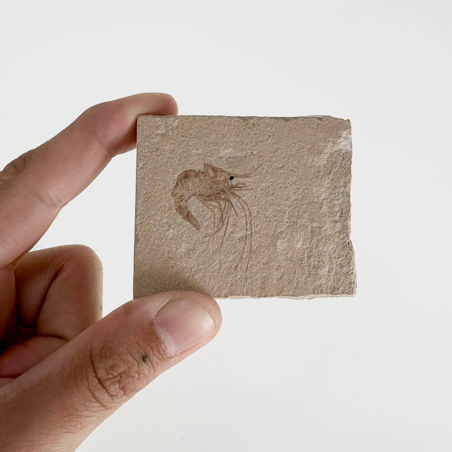 3pc Fossil Shrimp from Lebanon ~ Minerals & Crystals