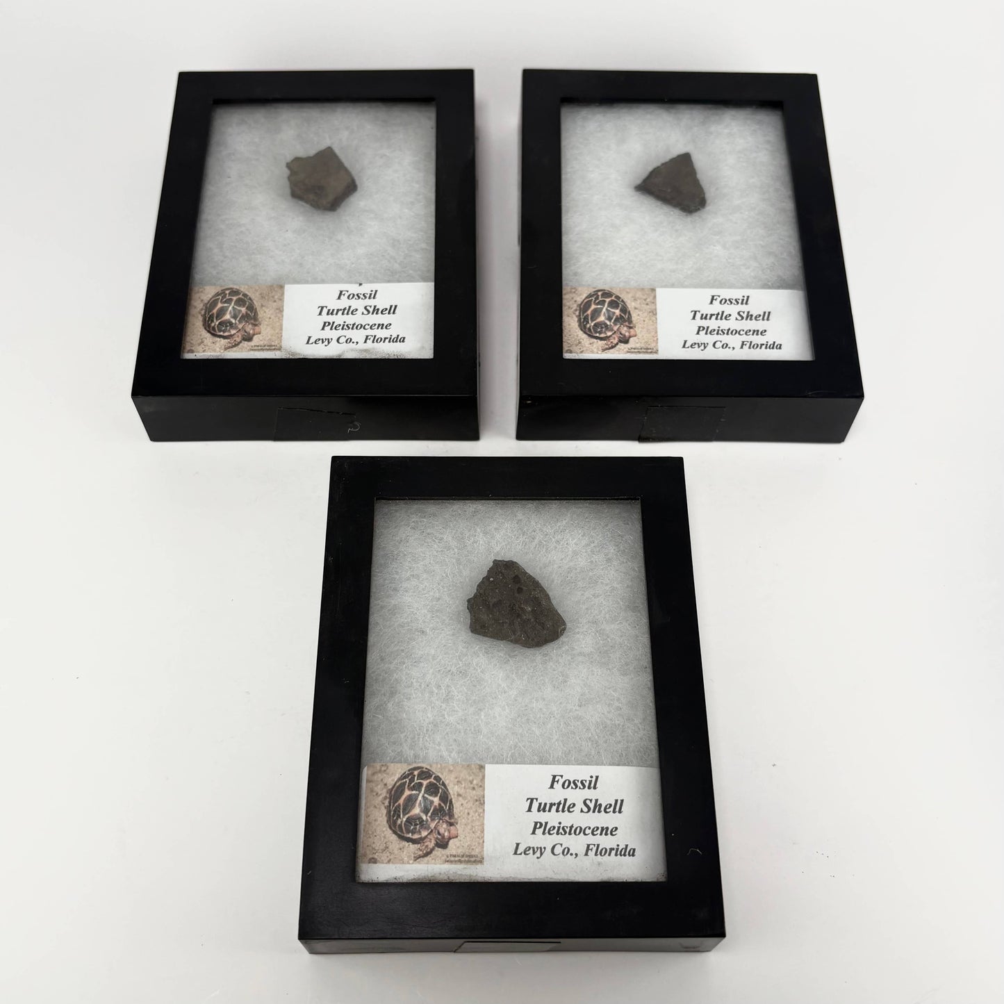 Fossil Turtle Shell ~ Bulk Random Pick ~ Riker Fossils